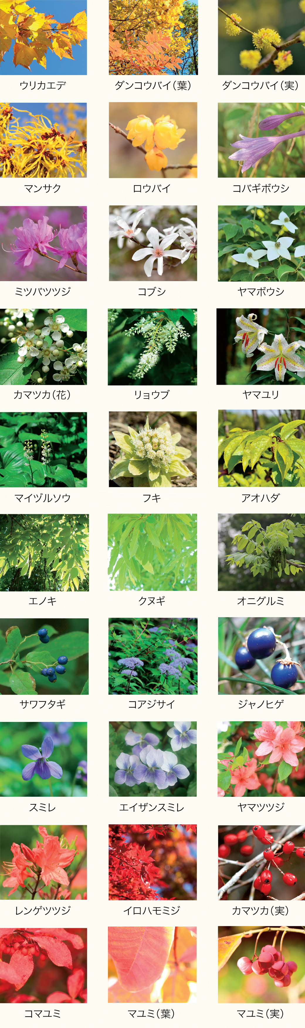 エリアごとに同じ色合いの植物が集まって、印象深い景観を生み出しています。